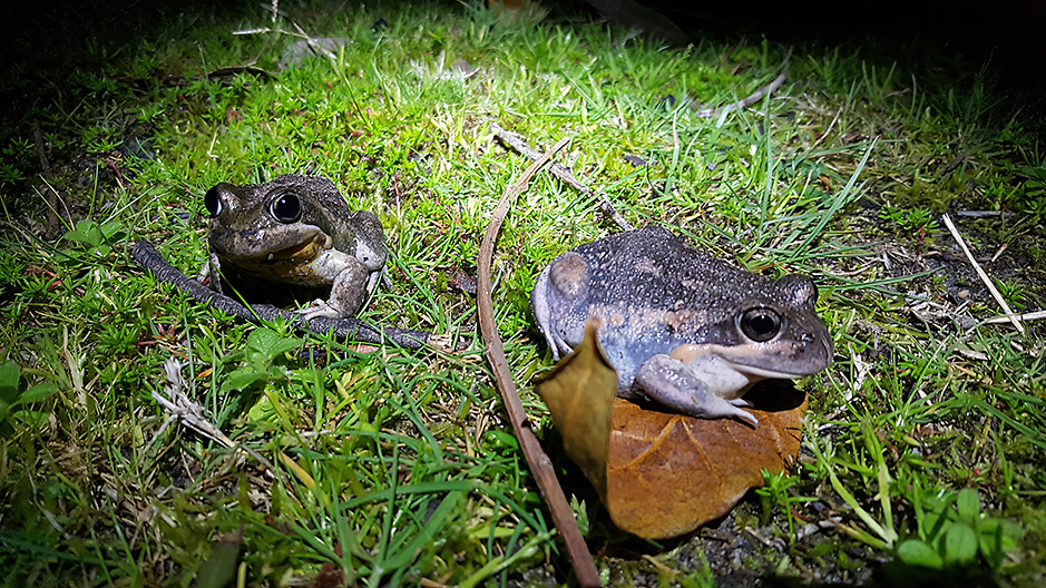 Two large Pobble Bonk Frogs beside Observatory Pond in Redman Bluff Wetlands at Grampians Paradise Camping and Caravan Parkland