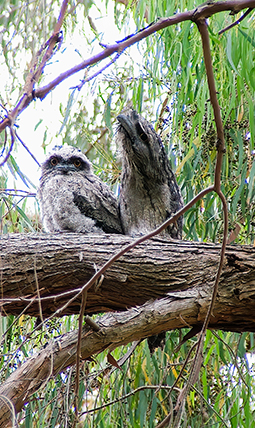 Tawny frogmouth chick and parent on the nest at Grampians Paradise Camping and Caravan Parkland
