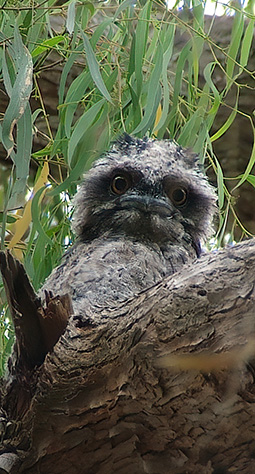 Tawny frogmouth chick on the nest at Grampians Paradise Camping and Caravan Parkland