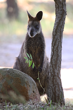 Swamp Wallaby grazing at Grampians Paradise Camping and Caravan Parkland