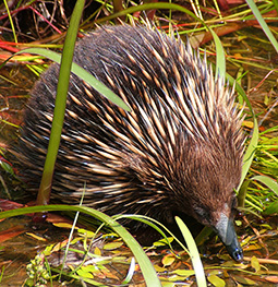 Echidna takling a bath in a shallow pond at  Redman Bluff Wetlands at Grampians Paradise Camping and Caravan Parkland