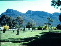 4 to 5 year old trees attracted Blue Wrens back into the grounds of Grampians Paradise Camping and Caravan Parkland