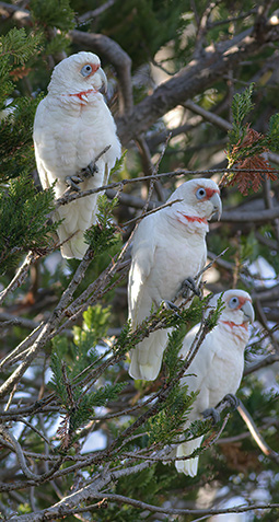 Long Billed Corella in the old Sequoia planted by my family at Grampians Paradise Camping and Caravan Parkland