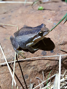 Southern Brown Tree Frog at Grampians Paradise Camping and Caravan Parkland