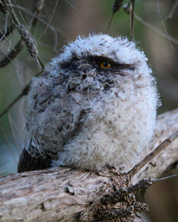 Tawny Frogmouth fledgling chick at Grampians Paradise Camping and Caravan Parkland