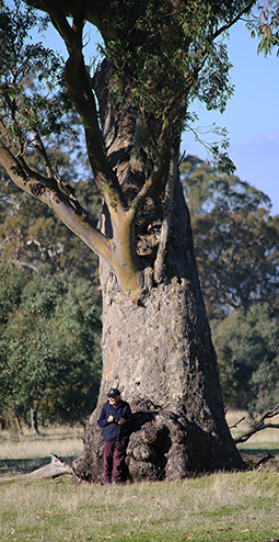 Tom Banfield under one of the 500 year old River Red Gum trees of Redman Farm, home of Grampians Paradise Camping and Caravan Parkland