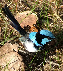 Male blue wren or  superb fairy-wren at Grampians Paradise Camong and Caravan Parkland