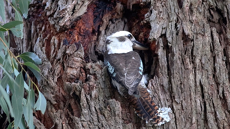 Kookaburra working on a nesting hollow in a large old gum tree at Grampians Paradise Camping and Caravan Parkland