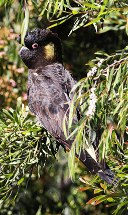 Yellow tailed black cockatoo at Grampians Paradise Camping and Caravan Parkland