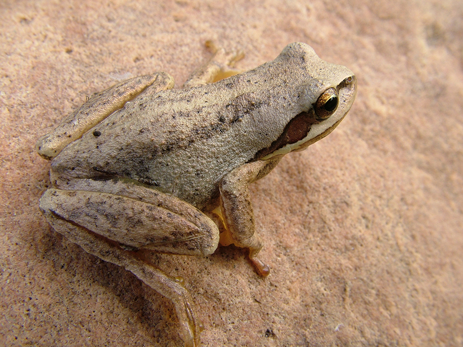 Of the 8 or 9 species of native Australian frogs we have at Redman Bluff Wetlands and Grampians Paradise, the Southern Brown Tree Frog is the only tree frog, and as such the only one that can climb