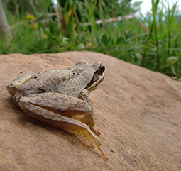 Southern Brown Tree Frog at Grampians Paradise Camping and Caravan Parkland