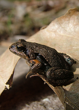 Victorian Smooth Froglet is one of 8 or 9 species of frogs that inhabit Redman Bluff Wetlands at Grampians Paradise Camping and Caravan Parkland
