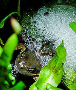 Pobblebonk frogs breading in Observatory Pond of Redman Bluff Wetlands at Grampians Paradise Camping and Caravan Parkland