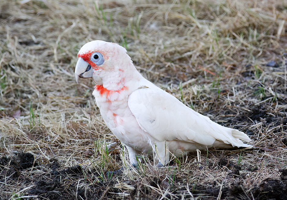 Long-billed Corella on the ground at Grampians Paradise Camping and Caravan Parkland