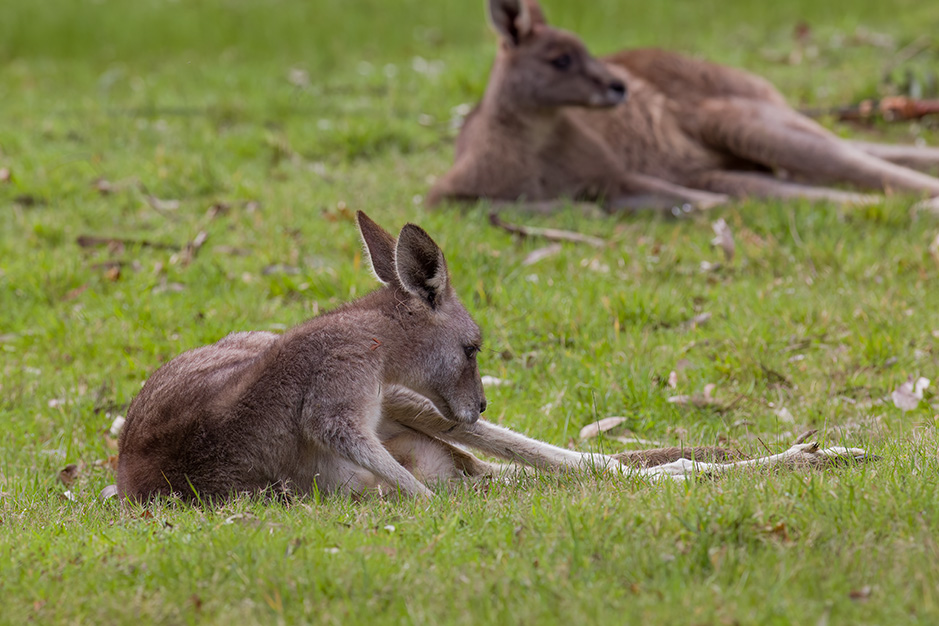 Winter 2022: Between the Lakeside Powered Camping Sites, the Lodge (our house) and Blue Lake is one of our kangaroos favourite resting spots at Grampians Paradise Camping and Caravan Parkland