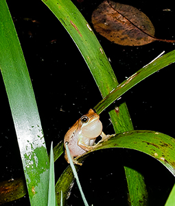 South Brown Tree Frog calling from on a leaf of a Water Ribbon plant in Valley Lake one of 30 ponds of the Redman Bluff Wetlands at Grampians Paradise Camping and Caravan Parkland