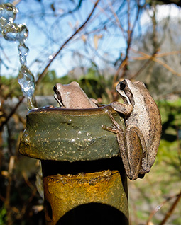 Two southern brown tree frogs enjoying the watering at Grampians Paradise Camping and Caravan Parkland