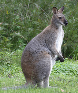 A very large male red-necked wallaby that was resident at Grampians Paradise Camping and Caravan Parkland in 2014 and possibly earlier years