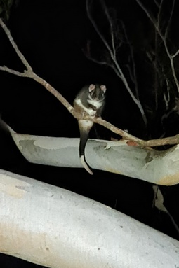 Ringtail Possum at Grampians Paradise Camping and Caravan Parkland