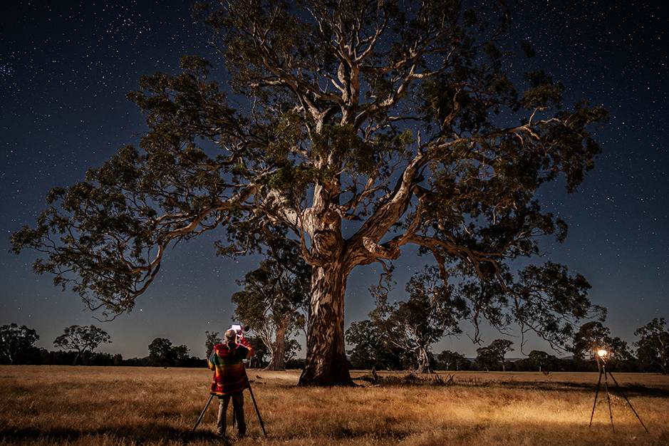 Under a stary sky a Giant River Redgum tree that may well be 500 years old on Redman Farm which is the home of Grampians Paradise Camping and Caravan Parkland