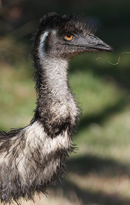 Emu dad in the grounds of Grampians Paradise Camping and Caravan Parkland during summer