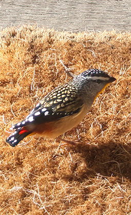 Spotted Pardalote at Grampians Paradise Camping and Caravan Parkland