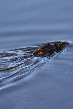 Rakalis the native Australian Water Rat at Grampians Paradise Camping and Caravan Parkland