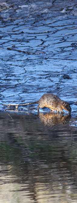 Rakalis the native Australian Water Rat at Grampians Paradise Camping and Caravan Parkland