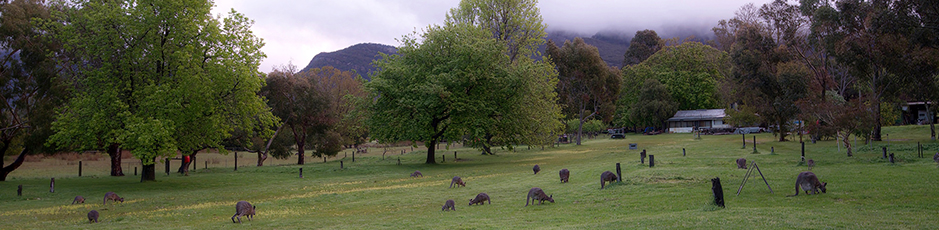 Mob of kangaroos grazing the Parkland Sites at Grampians Camping and Caravan Parkland