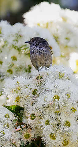 Striated thornbill on thick mass of flowers for the Marri Flowering Gum - Corymbia calophylla one of the Western Australia flowering gum tree at Grampians Paradise Camping and Caravan
