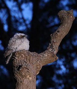 Twilight in the evening of 2nd November 2021: A tawny frog mouth chick sites on a perch near the amenities building at Grampians Paradise Camping and Caravan Parkland