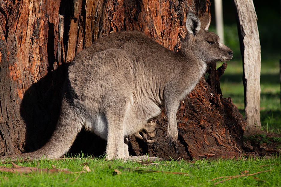 Kangaroos mum with her joey in the pouch at Grampians Paradise Camping and Caravan Parkland