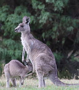 On an Exclusive Wildlife Stay at Grampians Paradise Camping and Caravan Parkland we watched a one year old eastern grey kangaroo joey using its paw to hold open mums pouch to make it easier to get a drink of milk