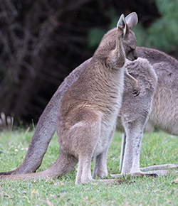 On an Exclusive Wildlife Stay at Grampians Paradise Camping and Caravan Parkland we watched a one year old eastern grey kangaroo joey using its paw to sort out an itch ear