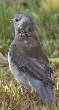 Grey Shrike-thrush in the grounds at Grampians Paradise Camping and Caravan Parkland