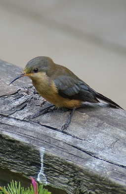 Eastern Spinebill resting on the wooden fence in-front of the amenities building at Grampians Paradise Camping and Caravan Parkland