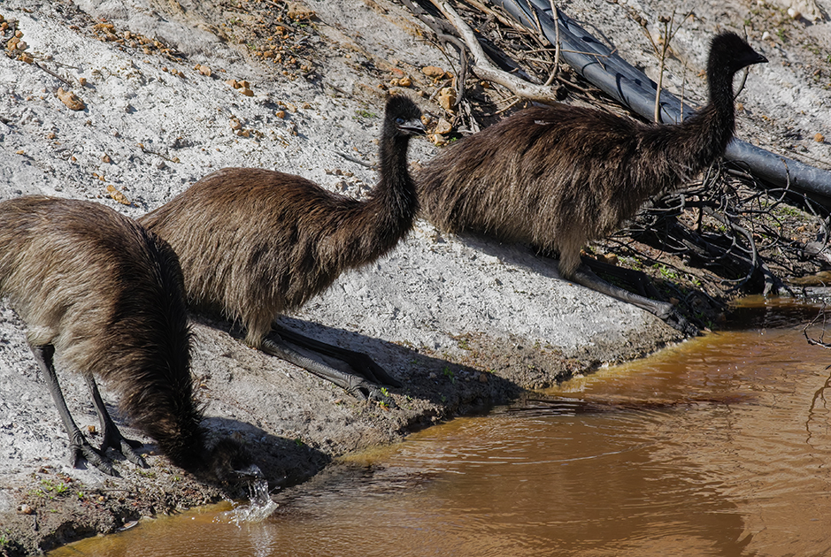 Young juvenile emus chicks drinking at a waterhole on Redman Farm (Grampians Paradise)  Autumn 2014