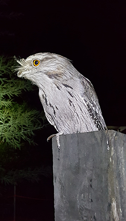 Tawny frogmouth at Grampians Paradise Camping and Caravan Parkland