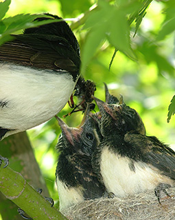Willie wagtail chicks being feed at the nest at Grampians Paradise Camping and Caravan Parkland