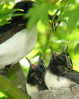 Willie wagtail chicks being feed at the nest at Grampians Paradise Camping and Caravan Parkland