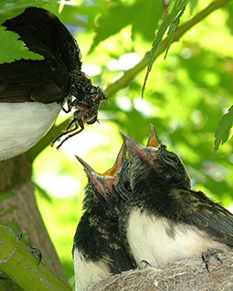 Willie wagtail chicks being feed at the nest at Grampians Paradise Camping and Caravan Parkland