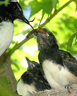 Willie wagtail chicks being feed at the nest at Grampians Paradise Camping and Caravan Parkland