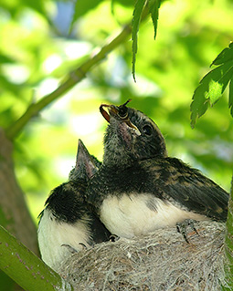 Willie wagtail chicks being feed at the nest at Grampians Paradise Camping and Caravan Parkland