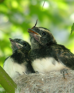 Willie wagtail chicks being feed at the nest at Grampians Paradise Camping and Caravan Parkland