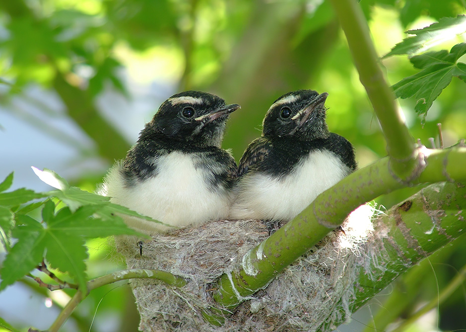 Willie Wagtails nesting at Grampians Paradise Camping and Caravan Parkland