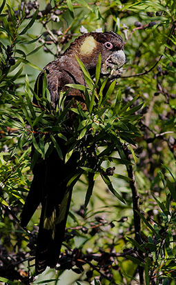 Yellow-tailed black cockatoo in one of their favourite hakea trees at Grampians Paradise Camping and Caravan Parkland