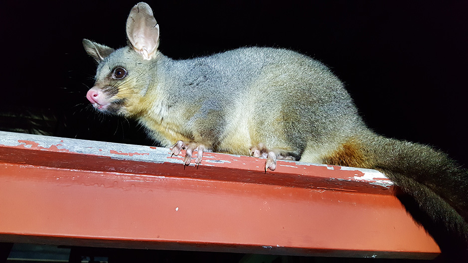 Brush Tailed Possum at Grampians Paradise Camping and Caravan Parkland