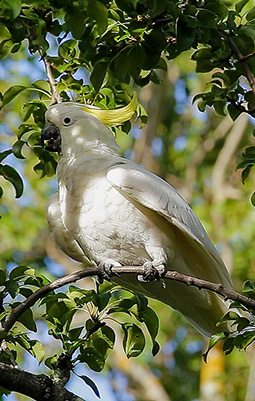 Sulphur-crested cockatoo at Grampians Paradise Camping and Caravan Parkland