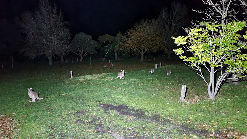 Kangaroos Grazing at night on the Parkland Sites at Grampians Paradise Camping and Caravan Parkland