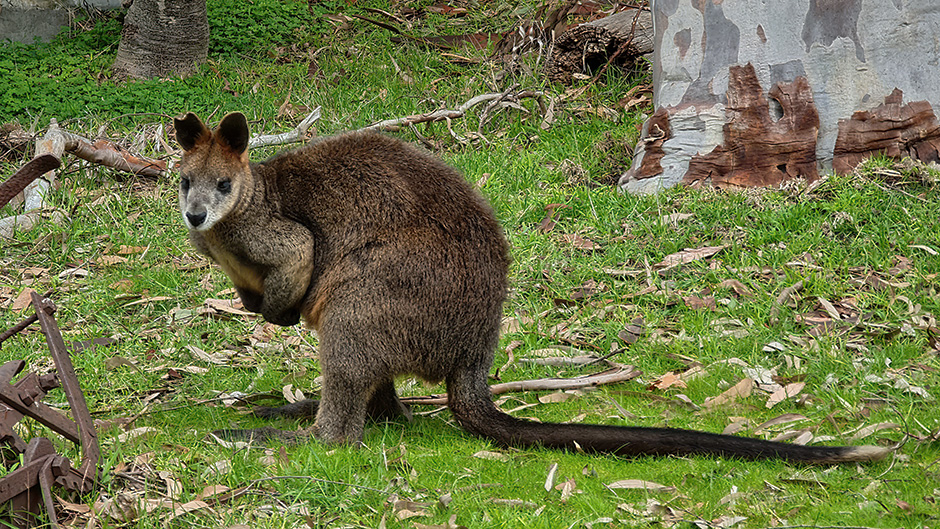 An old Swamp Wallaby at Grampians Paradise Camping and Caravan Parkland